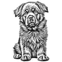 Newfoundland Pup Sticker