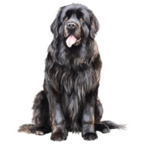 Newfoundland Sitting Sticker