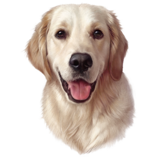 Nice Golden Retriever Sticker