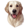 Nice Golden Retriever Sticker