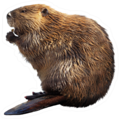 North American Beaver Isolated On White Sticker