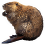 North American Beaver Isolated On White Sticker