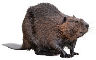 North American Beaver Sticker
