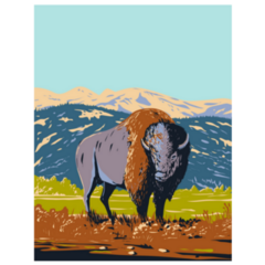 North American Bison Wyoming Sticker