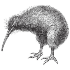 North Island Brown Kiwi New Zealand Sticker