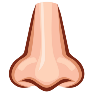 Nose Straight On Sticker 