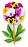 Offbeat Flower Of Pansies Composition Sticker