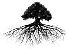 Old Oak Tree With Long Roots Sticker