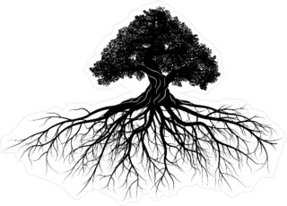 Old Oak Tree With Long Roots Sticker