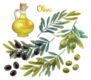 Olive Oil In Bottle With Olive Branches Sticker