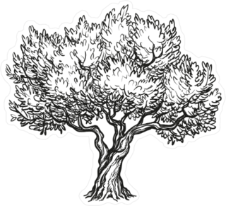 Olive Tree Illustration Sticker