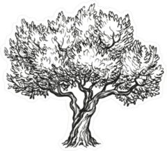 Olive Tree Illustration Sticker