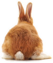 One Brown Rabbit Tail Sticker