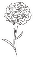 One Continuous Line Drawing Beauty Carnation Sticker