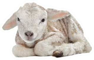 One Day Old Lamb Laying Sticker
