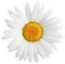One Delicate Daisy Flower Sticker