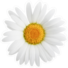 One Delicate Daisy Flower Sticker