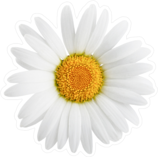 One Delicate Daisy Flower Sticker