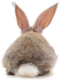 One Rabbit Back Isolated Sticker