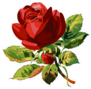 One Red Rose Wedding Drawing Sticker