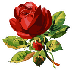 One Red Rose Wedding Drawing Sticker