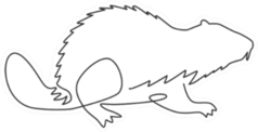 One Single Line Drawing Of Funny Beaver Sticker