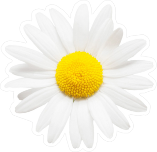 One White Daisy Flower Sticker