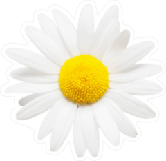 One White Daisy Flower Sticker