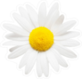 One White Daisy Flower Sticker