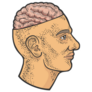 Open Brain In Head Color Sketch Sticker