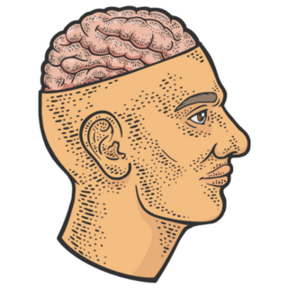 Open Brain In Head Color Sketch Sticker