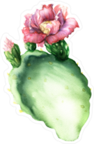 Opuntia Cactus With Flower Sticker