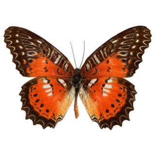 Orange and Brown Butterfly Sticker