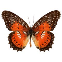 Orange and Brown Butterfly Sticker