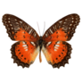 Orange and Brown Butterfly Sticker