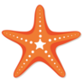 Orange and White Starfish Sticker