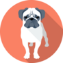 Orange Angry Pug Sticker
