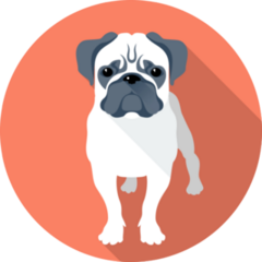 Orange Angry Pug Sticker