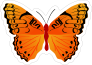 Orange Butterfly Sticker