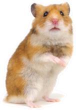Orange Hamster Standing On Its Hind Legs Sticker