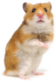 Orange Hamster Standing On Its Hind Legs Sticker