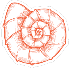 Orange Hand Drawn Nautilus Sticker