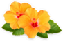 Orange Hibiscus Flower Duo Sticker