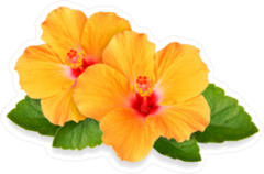 Orange Hibiscus Flower Duo Sticker