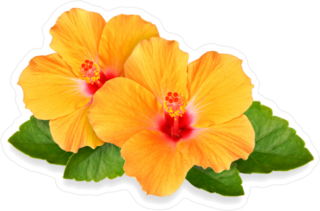 Orange Hibiscus Flower Duo Sticker