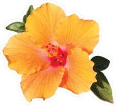 Orange Hibiscus Flower With Green Leaves Sticker