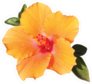 Orange Hibiscus Flower With Green Leaves Sticker