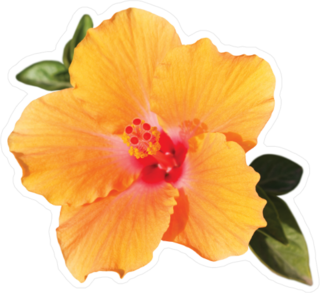 Orange Hibiscus Flower With Green Leaves Sticker
