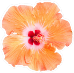 Orange Hibiscus Photo Flower Sticker