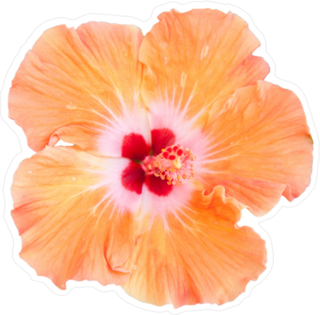 Orange Hibiscus Photo Flower Sticker